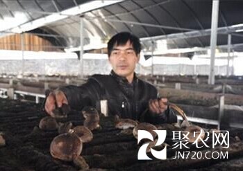 安徽:廢樹枝“種”出致富“菌”