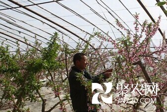 平?jīng)鲠轻紖^(qū)史家溝示范點(diǎn)反季節(jié)水果將于4月上市