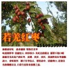 新疆棗農直銷紅棗