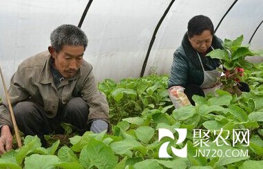 四川省瀘縣:發(fā)展沿江蔬菜種植助農(nóng)增收