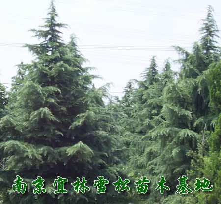 南京桿徑15公分雪松價格報價,桿徑20公分雪松價格批發(fā)供應(yīng)