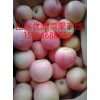 供應冷庫蘋果１５２６６６８８５８５