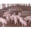 山東仔豬仔豬批發市場仔豬最新行情