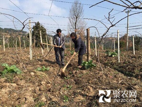 種植獼猴桃 懶漢變勤成為致富能手