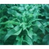 高產牧草高桿菠菜 魯梅克斯種子