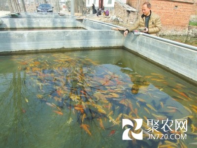 “金魚哥”王軍偉:堅持鑄就成功路