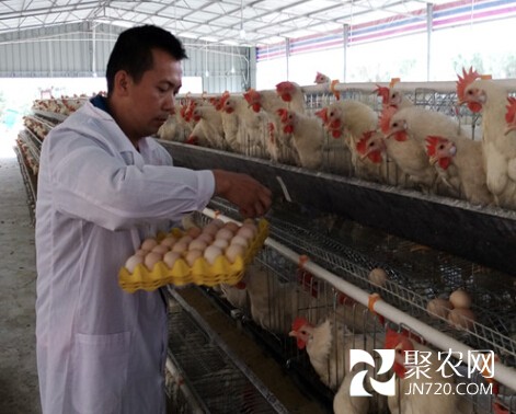 岑寶興 :飼養蛋雞“生下”致富經