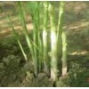 高產蘆筍種子