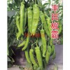 高產(chǎn)辣椒種子