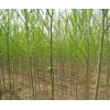青皮垂柳 國(guó)槐 白蠟 側(cè)柏 白皮松 紅葉李 紫葉李