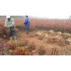 江西木荷|一公分江西木荷苗|各種規(guī)格江西木荷苗