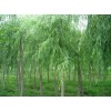 國(guó)槐 側(cè)柏 青皮垂柳 白皮松  白蠟 紅葉李 紫葉李