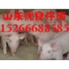 沂南生豬價格  沂南仔豬養殖價格