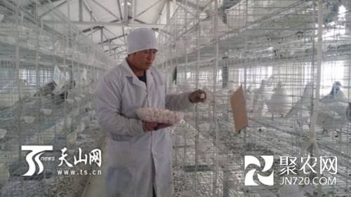 新疆兵團(tuán)一二一團(tuán)職工靠養(yǎng)鴿合作社增收致富