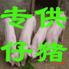 2015山東仔豬苗豬最新價格
