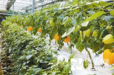 “霧培蔬果”亮相農業嘉年華