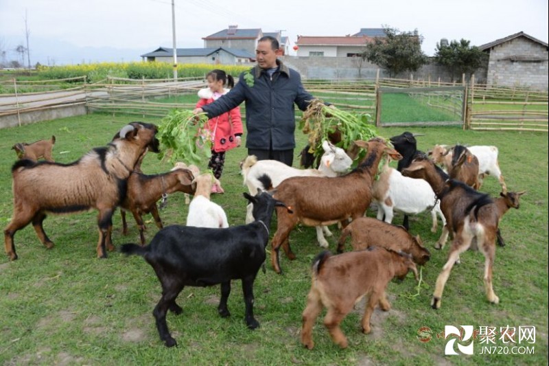 回鄉圓“養羊夢” 陳文強帶鄉鄰們走上致富路