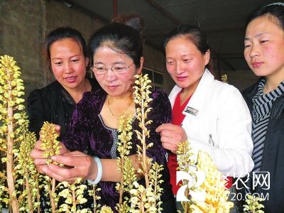 吉林省高級專家周長霞:“小天麻”成就致富夢