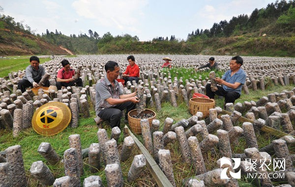 貴州天柱遠(yuǎn)口:芹田黑木耳喜獲豐收