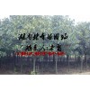 5公分廣玉蘭價(jià)格,6公分廣玉蘭價(jià)格,8公分廣玉蘭價(jià)格