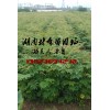 欒樹(shù)苗價(jià)格,欒樹(shù)小苗價(jià)格