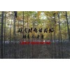 2015年欒樹(shù)價(jià)格,3公分|4公分|5公分欒樹(shù)價(jià)格