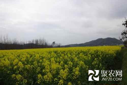 湖南中方縣桐木鎮(zhèn)油菜種植面積穩(wěn)步發(fā)展
