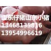 山東仔豬銷(xiāo)售山東苗豬三元仔豬山東小豬