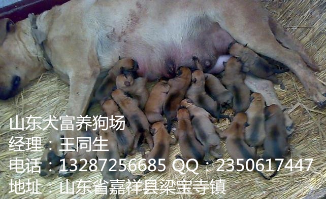 比特犬多少錢首選犬富犬舍