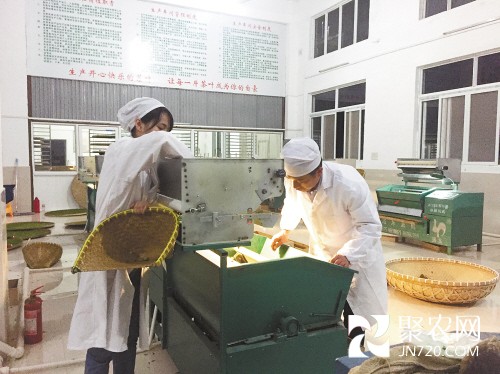 天價茶遇冷背景下 浙江臺州茶命運到底如何?