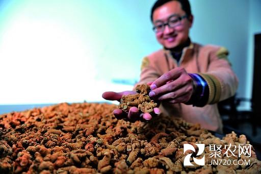 河南鶴壁市:與蟲草海參相比,“三七”物美價更廉