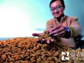 河南鶴壁市：與蟲草海參相比，“三七”物美價更廉