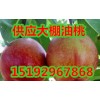 供應山東大棚油桃油桃批發價格