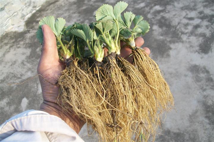 草莓苗直銷紅顏草莓苗{草莓苗品種}大棚草莓苗