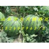 【15265996373】供應山東大棚西瓜最新價格