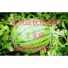 山東大棚西瓜哪里的號(hào)哪里價(jià)格便宜