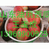 山東西瓜大降價(jià)2毛一斤