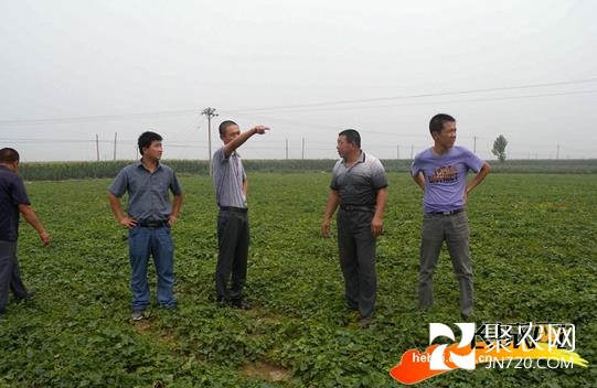 邢臺:創業青年董謙與他的中草藥基地