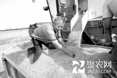 小麥托市投放“高價”來襲