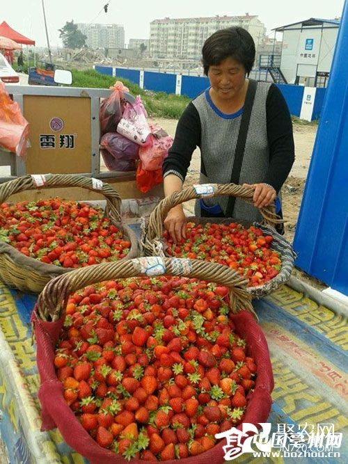 安徽亳州:草莓銷售價格大跌 都是“乙草胺”惹的禍