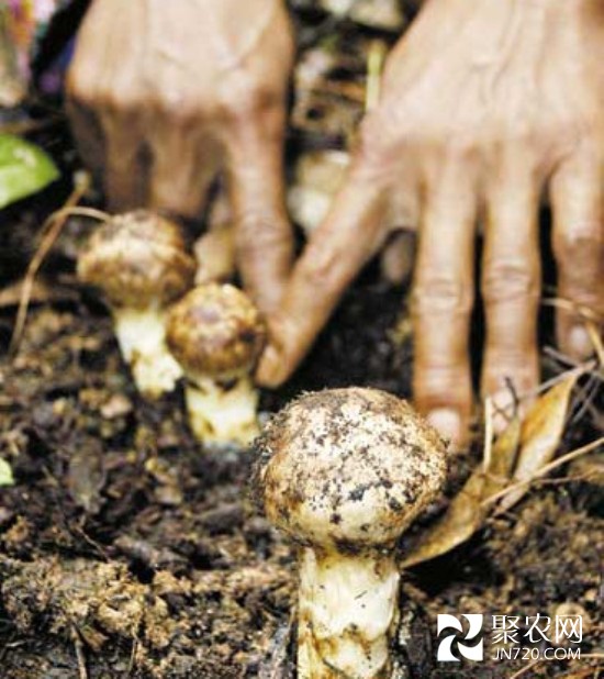 鮮松茸牽手電商:3天破400萬元銷售額