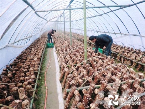 食用菌種植為農民撐起“致富傘”