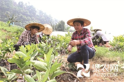 福建南靖:臺灣紅心芭樂助力果農致富