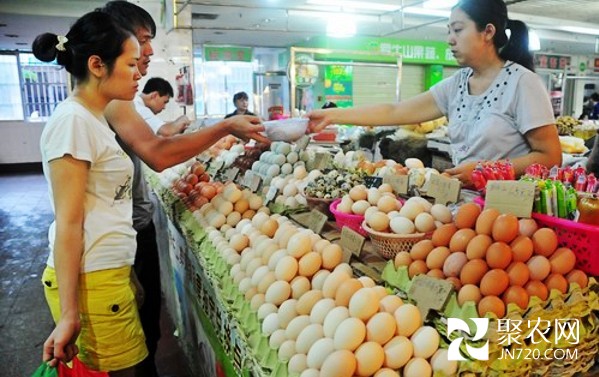 江蘇鹽城:雞蛋價格為何“跌跌不休”?
