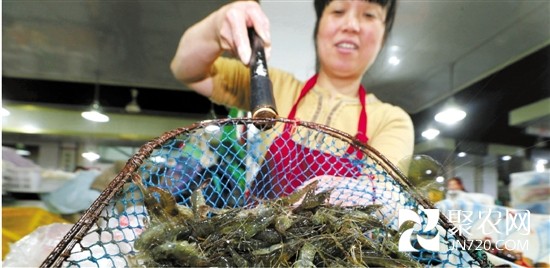 浙江：河蝦大年 價格跳水 此時河蝦最便宜最肥美