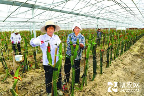 安徽全椒縣八波行政村苗木花卉富農(nóng)家