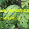 山東西瓜產(chǎn)地山東西價(jià)格山東西瓜信息