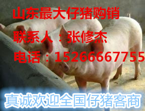 仔豬仔豬價(jià)格仔豬市場(chǎng)今日仔豬今日仔豬價(jià)格河北仔豬仔豬河北