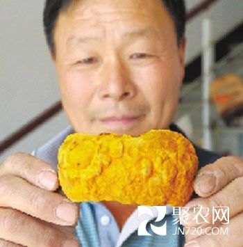 拆了豬棚種桑黃 2000每斤喜欲狂