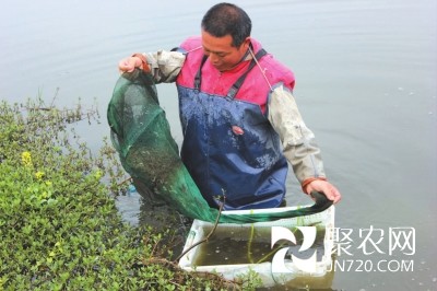 金華農(nóng)民顏豐養(yǎng)河蝦連虧10年 不放棄終究走上致富路